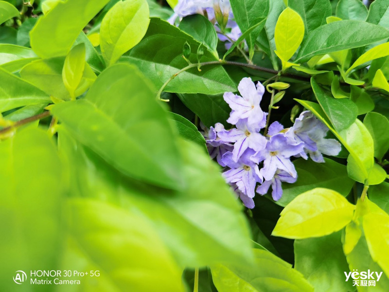 ��ҫ30 Pro+(8GB/256B/5G��)