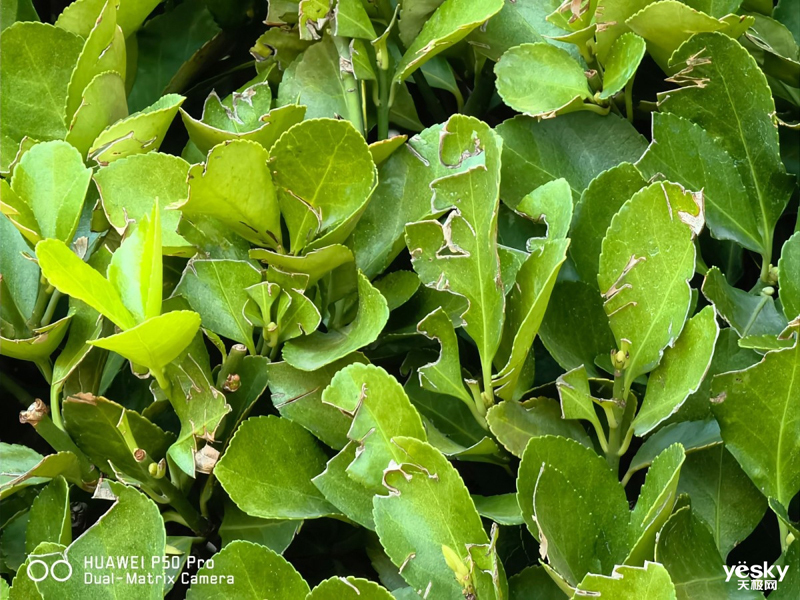 ��ΪP50 Pro(8GB/128GB/ȫ��ͨ/����9000)